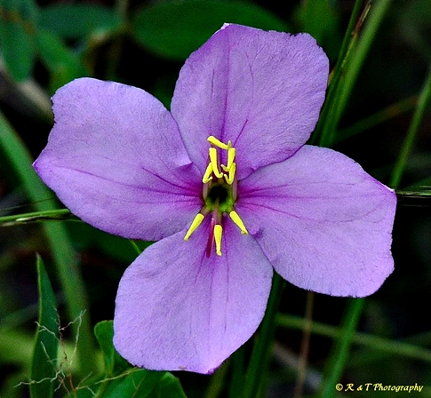 {Rhexia alifanus}